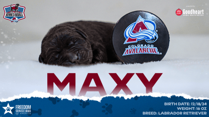 New Team Dog